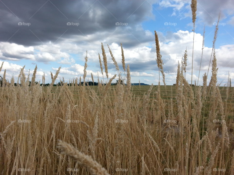 farm field. wheat