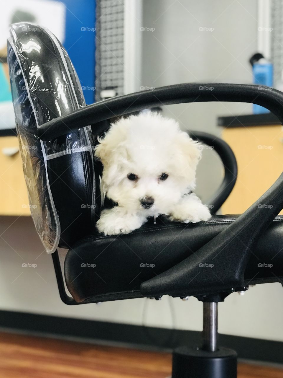Beauty parlor. I am fluffy puppy who is invited almost everywhere. Today I am visiting the salon. Baby Bichon in stylist chair.