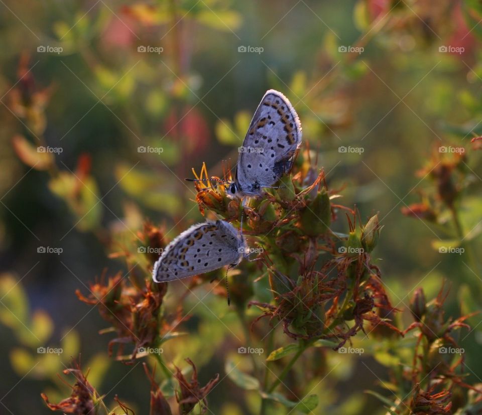 Butterflies on a shrub.