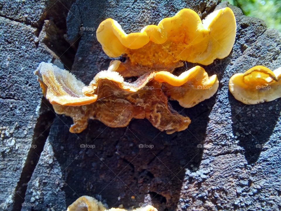 mushrooms growing on tree