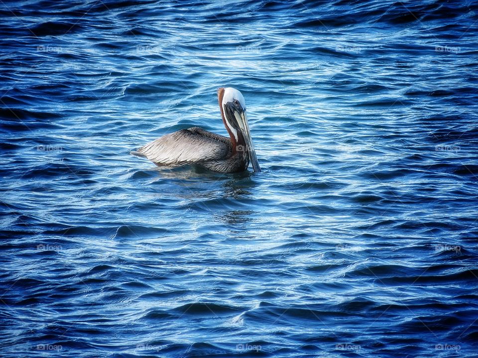 Antigua Pelican