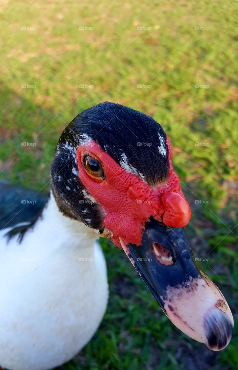 Muscovy duck