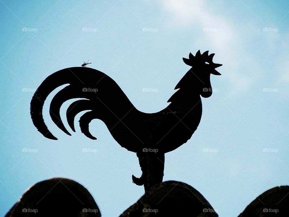 The weathervane and the dragonfly