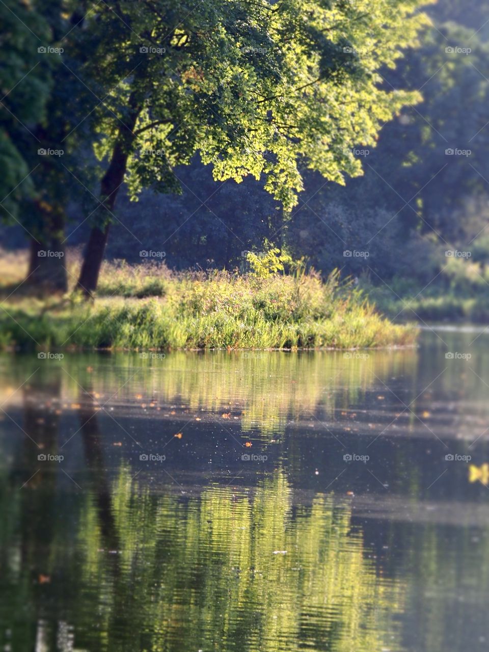 Evening by the pond