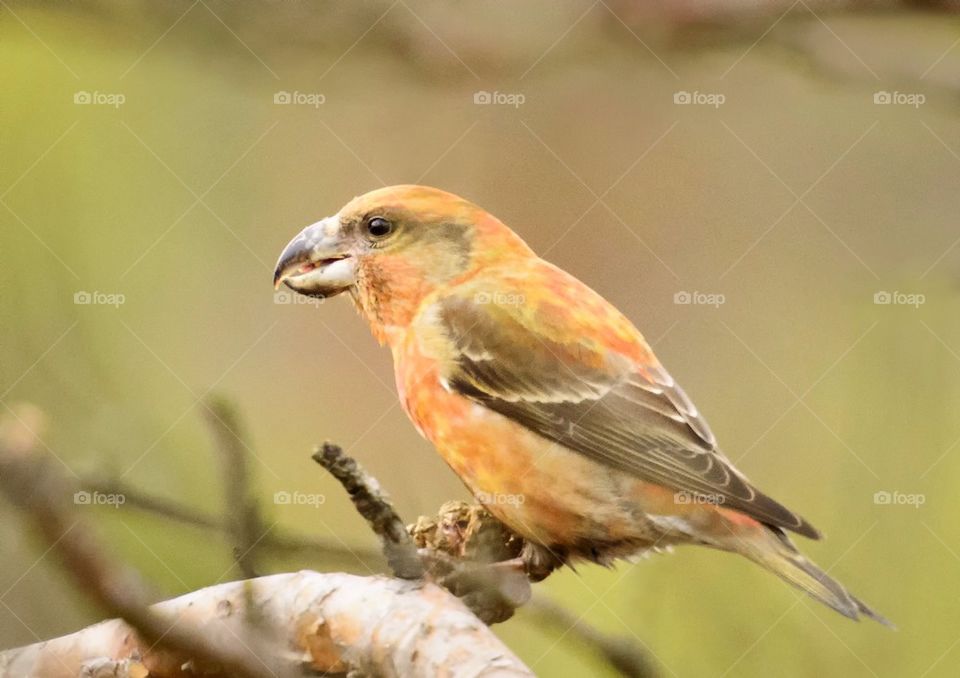 Crossbill