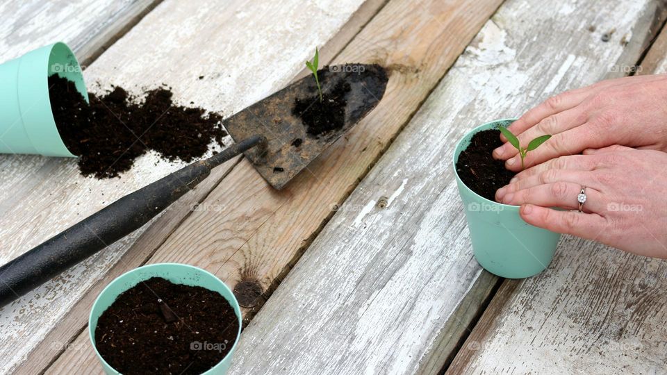 Transplanting pepper plant seedlings.