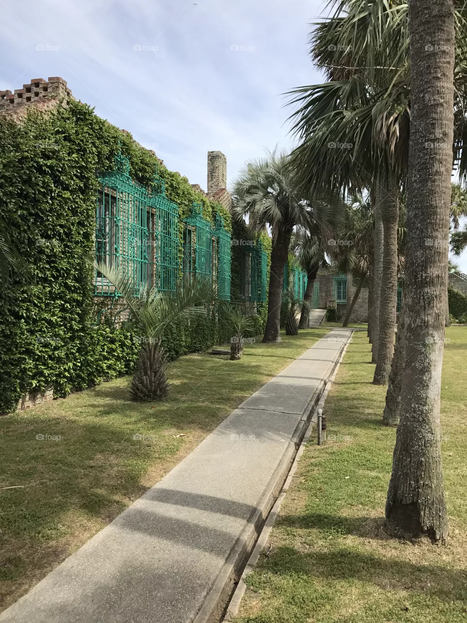 Palms