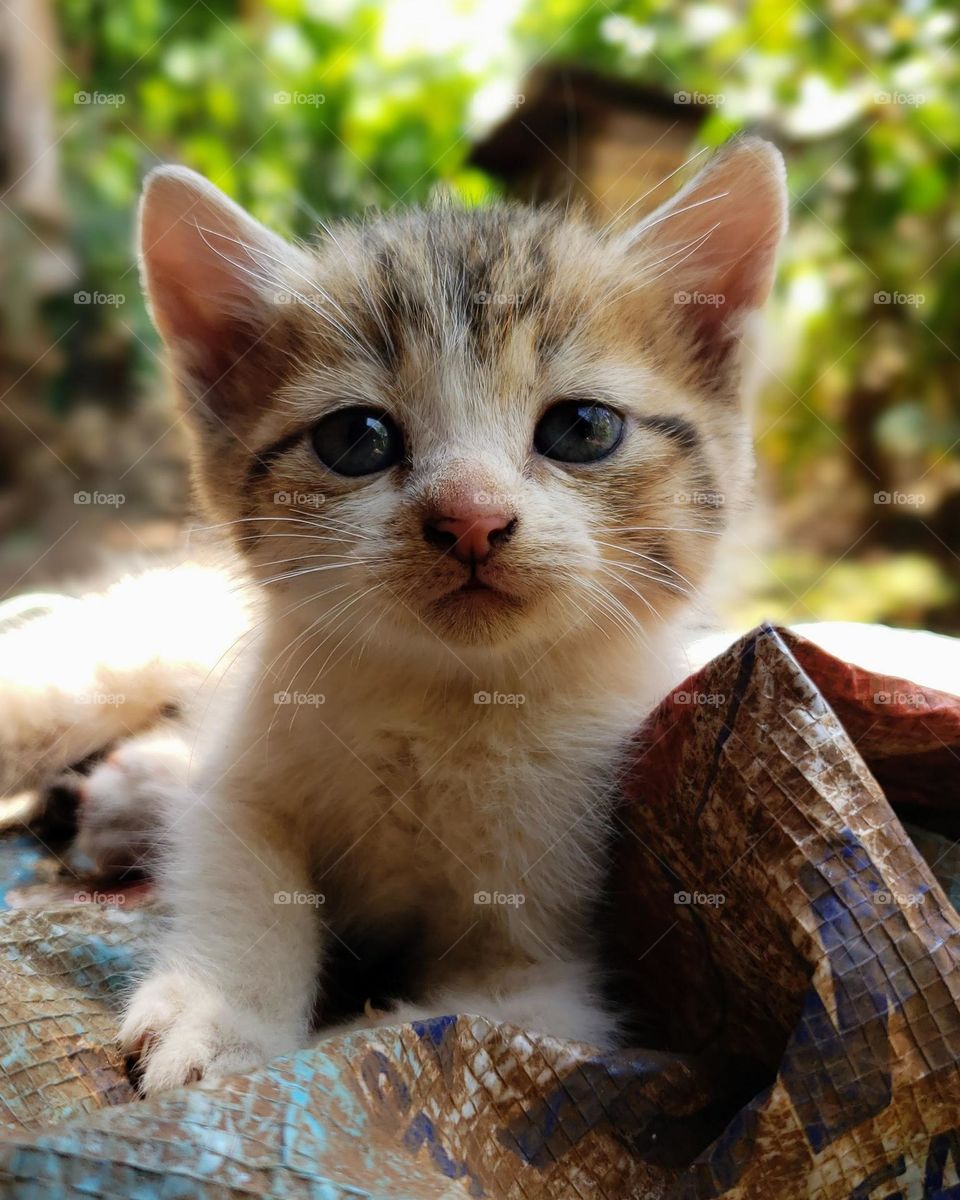 Kitten portrait.