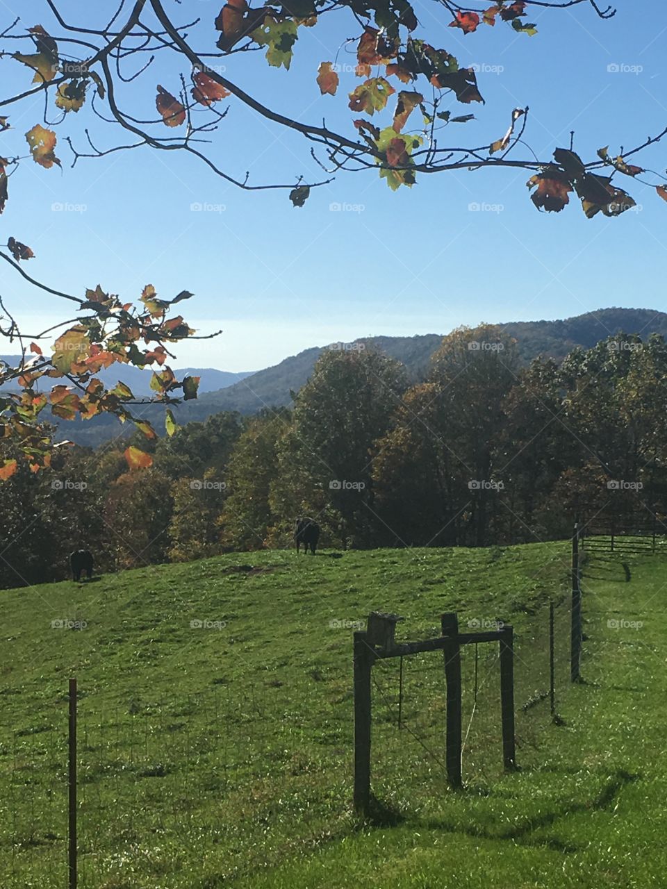 Fall on the mountain 