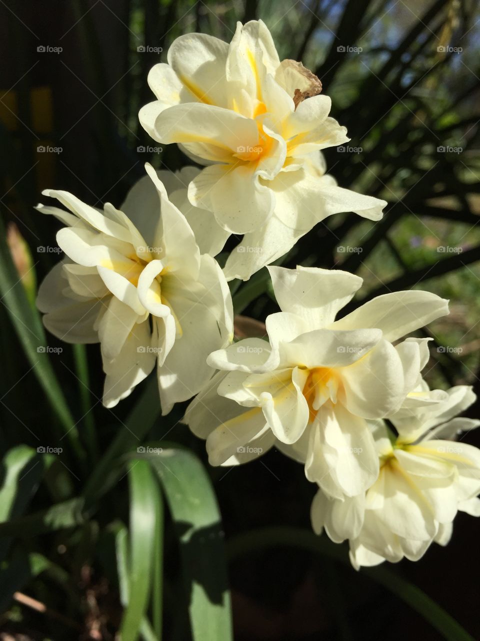 Double narcissus