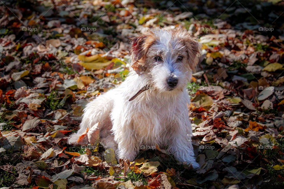 A portrait of a puppy of Rough cut Jack Russell terrier at brown leaves