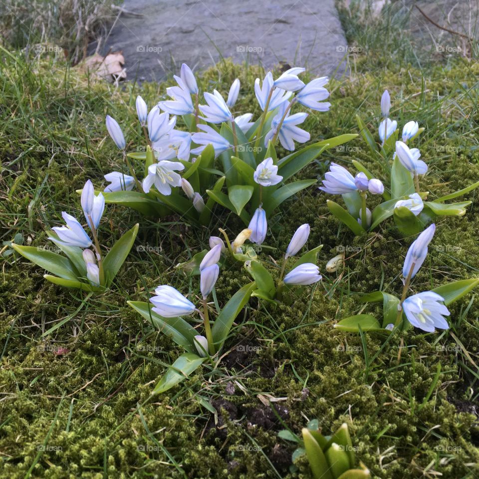 Puschkinia scilloides. Porslinhyacint