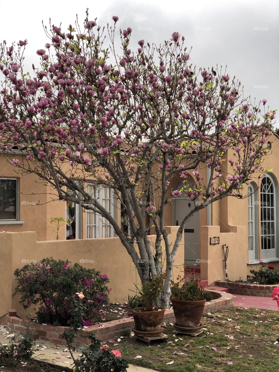 Blossom in Front of an Old House