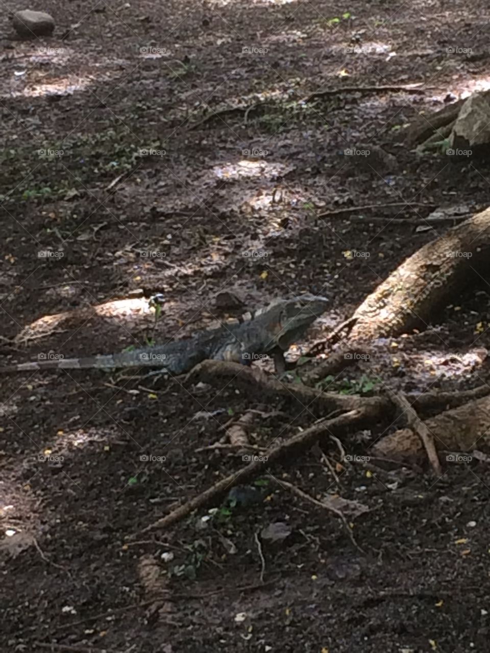 Iguana in Costa Rica 