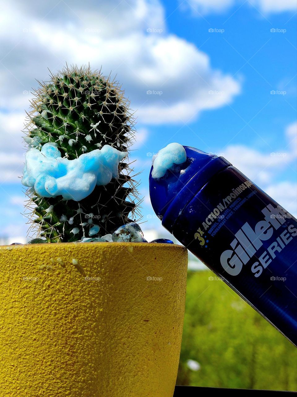 Against the backdrop of a blue sky with white clouds and green trees stands a  pot with a green prickly cactus. Blue shaving gel is applied to the middle of the spines of the cactus. Next to the cactus is a blue spray can with inscription:"Gillette"