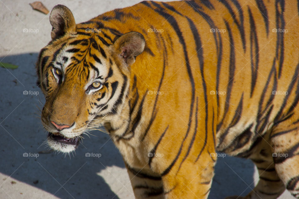 THE BENGAL TIGER IN PATTAYA THAILAND