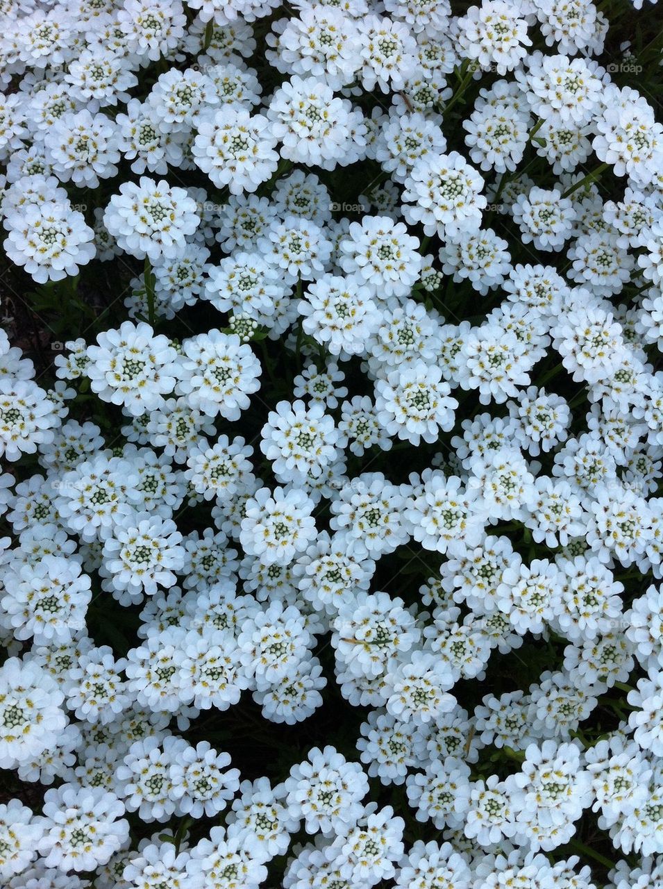 Bed of white