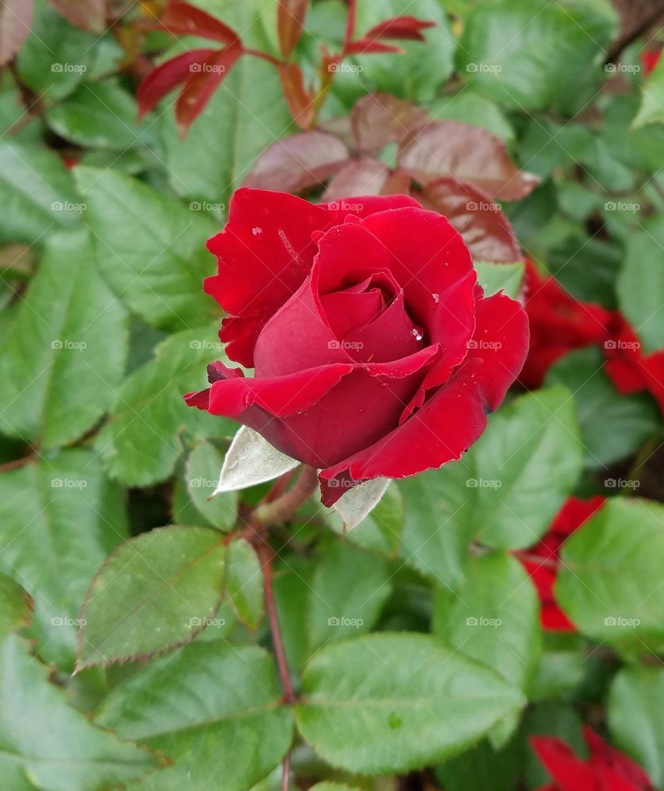 Red rose