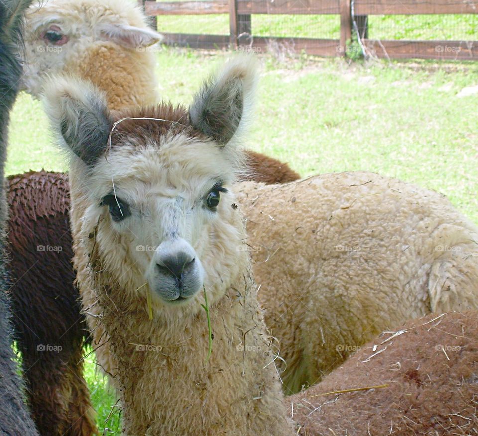 front view of Alpaca