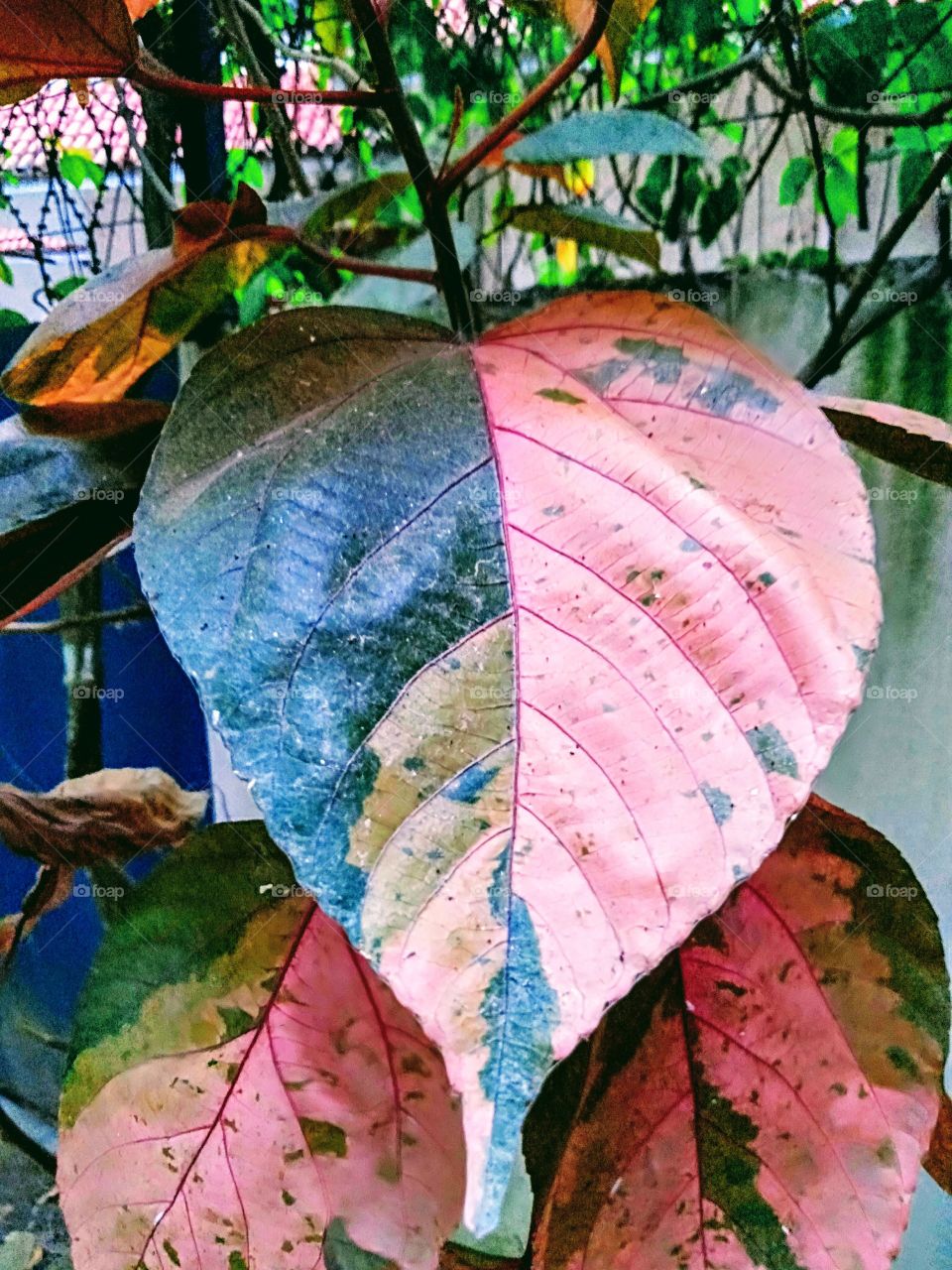 Different shades of leaf