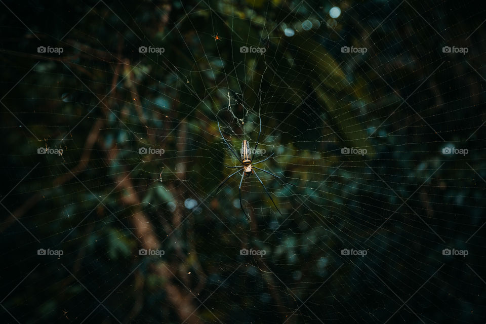 Giant spider of nefil