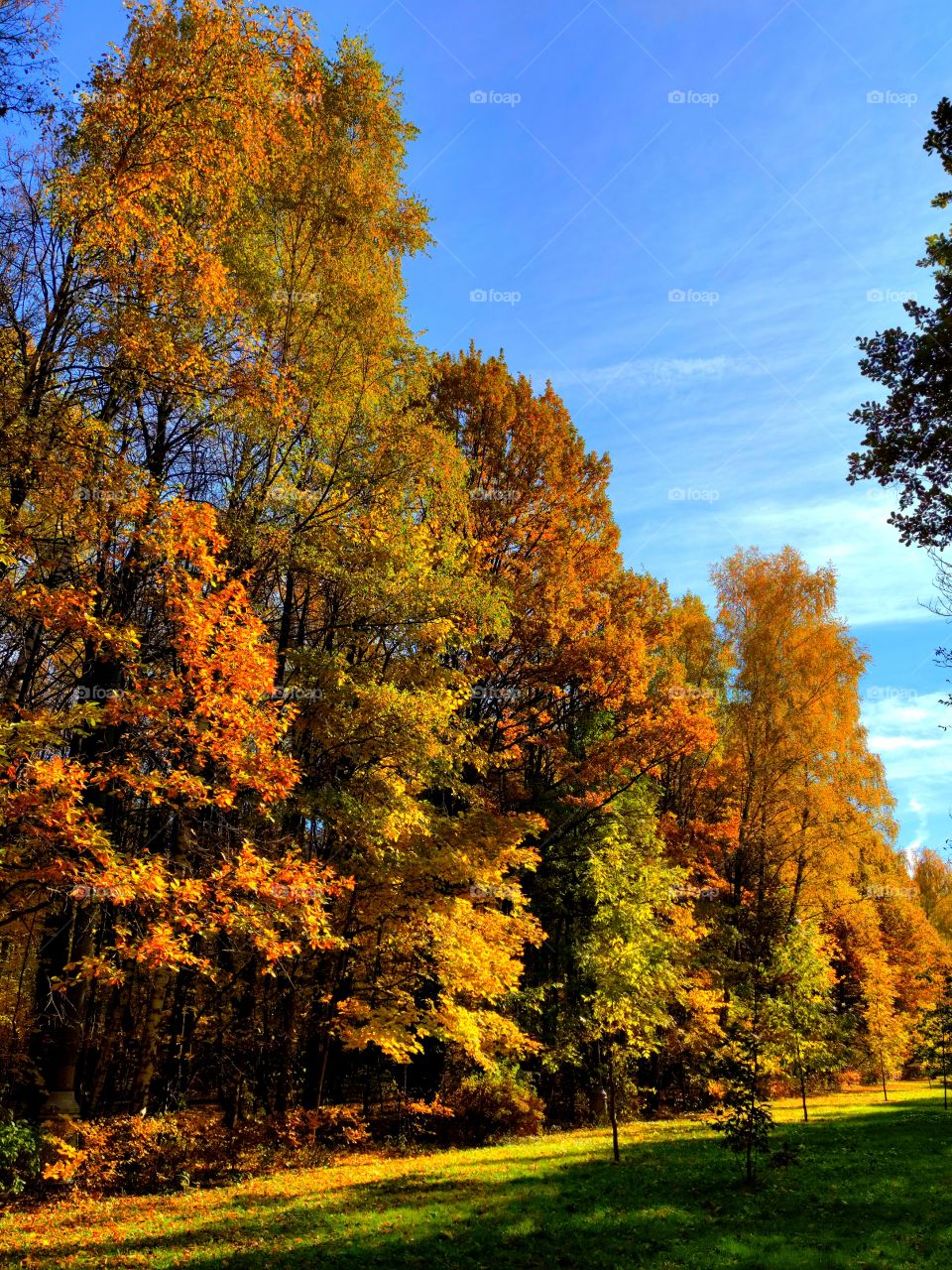 Autumn in the park.  Play of sunlight on a green lawn.  Multicolored autumn trees.  Blue sky