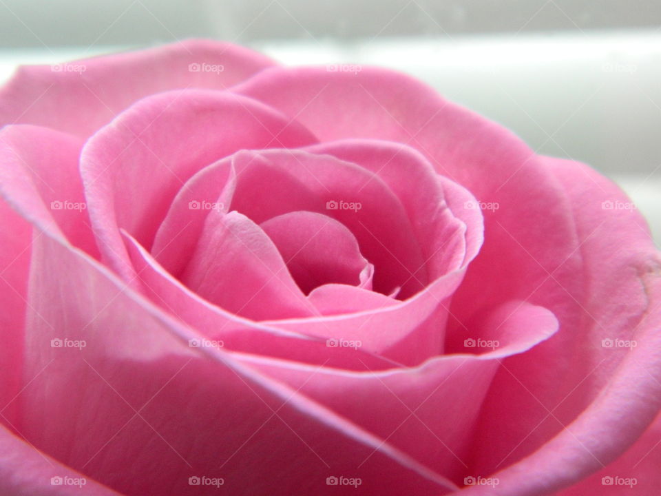 pink rose