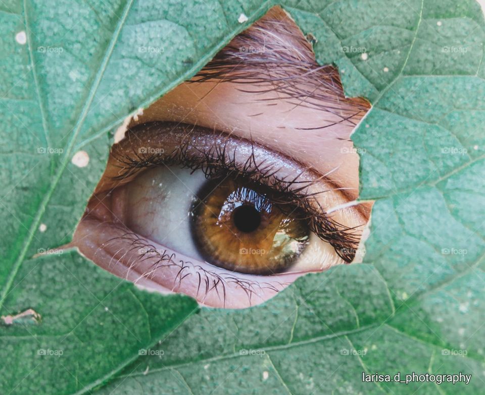 Macro eye