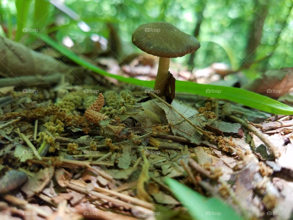 A mushroom, not of the magic variety