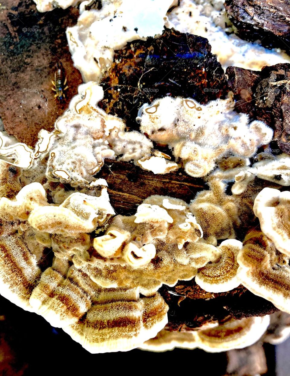 Wild mushrooms on tree stump 