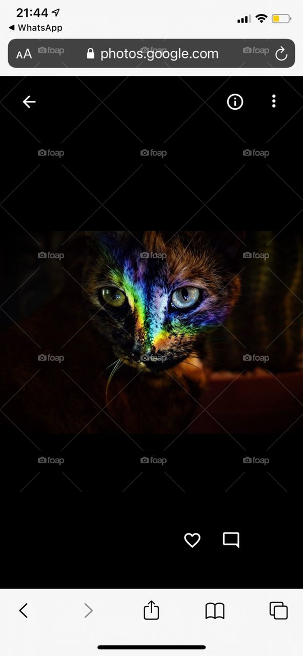 close up portrait frim a cat with a rainbow on her face created by a cd and a torch