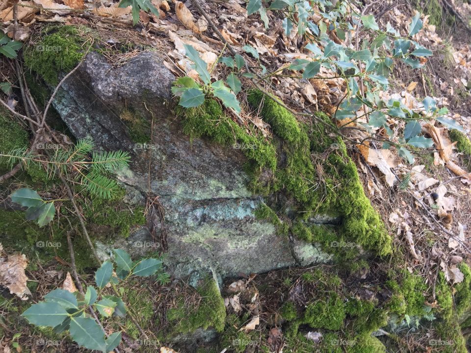 Moss on rock 