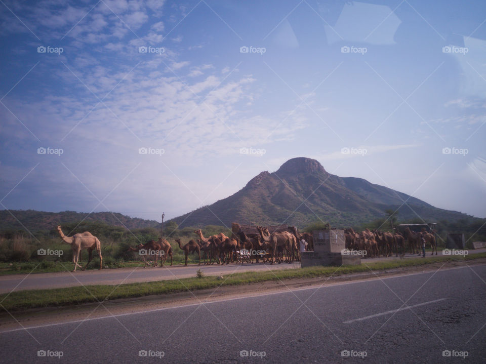 rajasthan