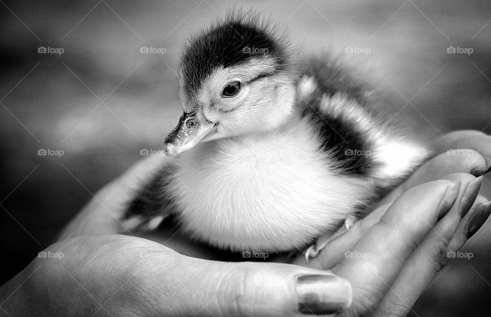 Cute duckling 