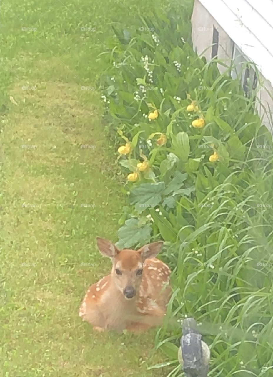 Baby deer in our yard this morning