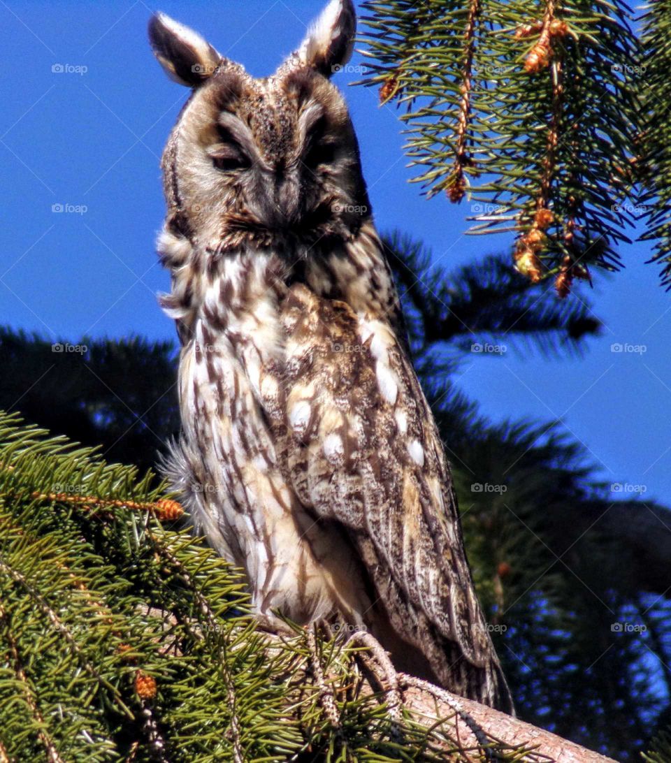 Eine Eule auf einen Ast