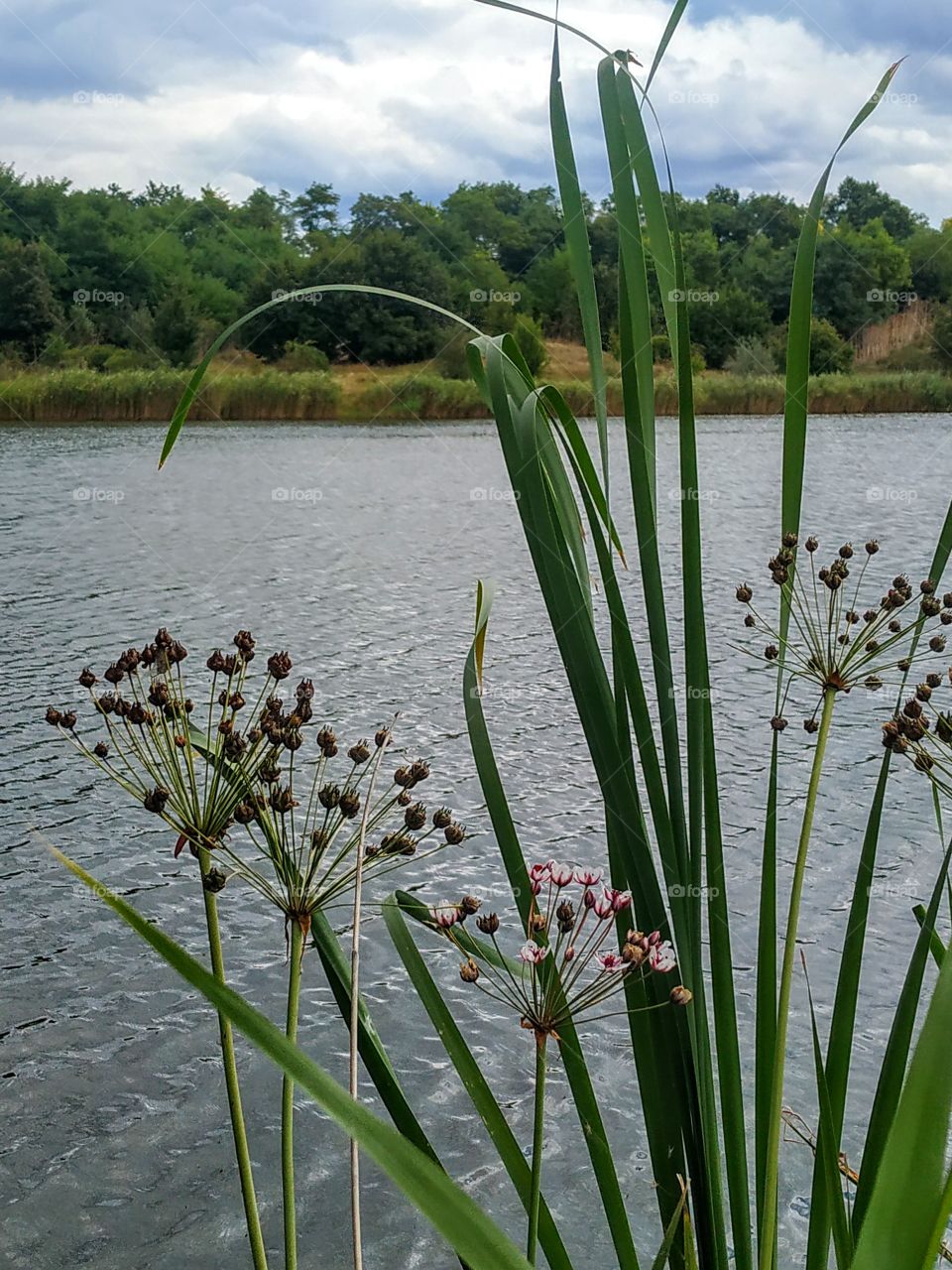 Pink flowers in the water