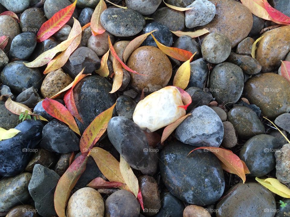 Rocks with leaves