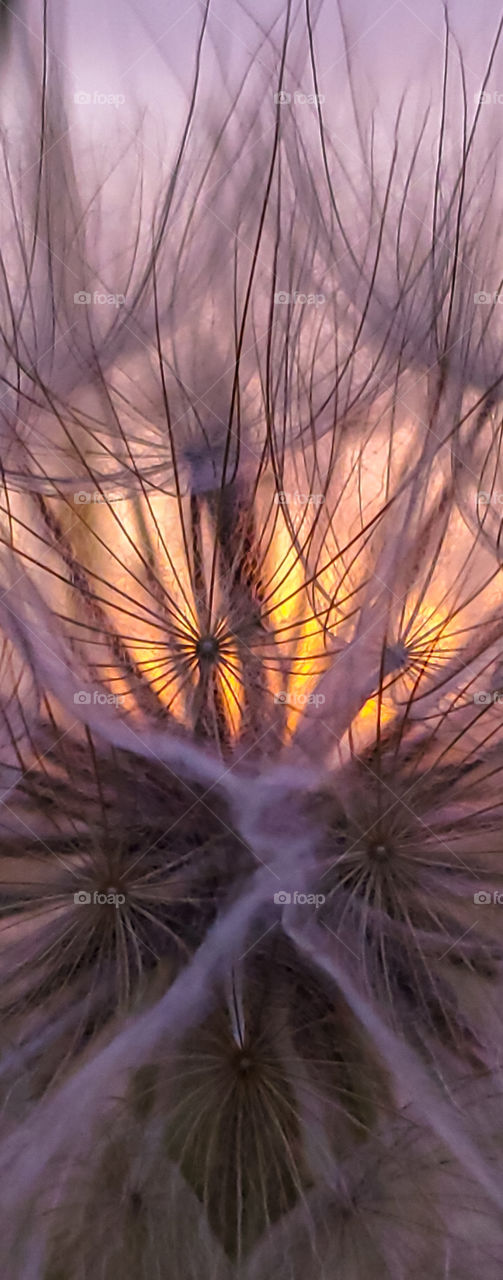 Looking at the sunset through a dandy lion.