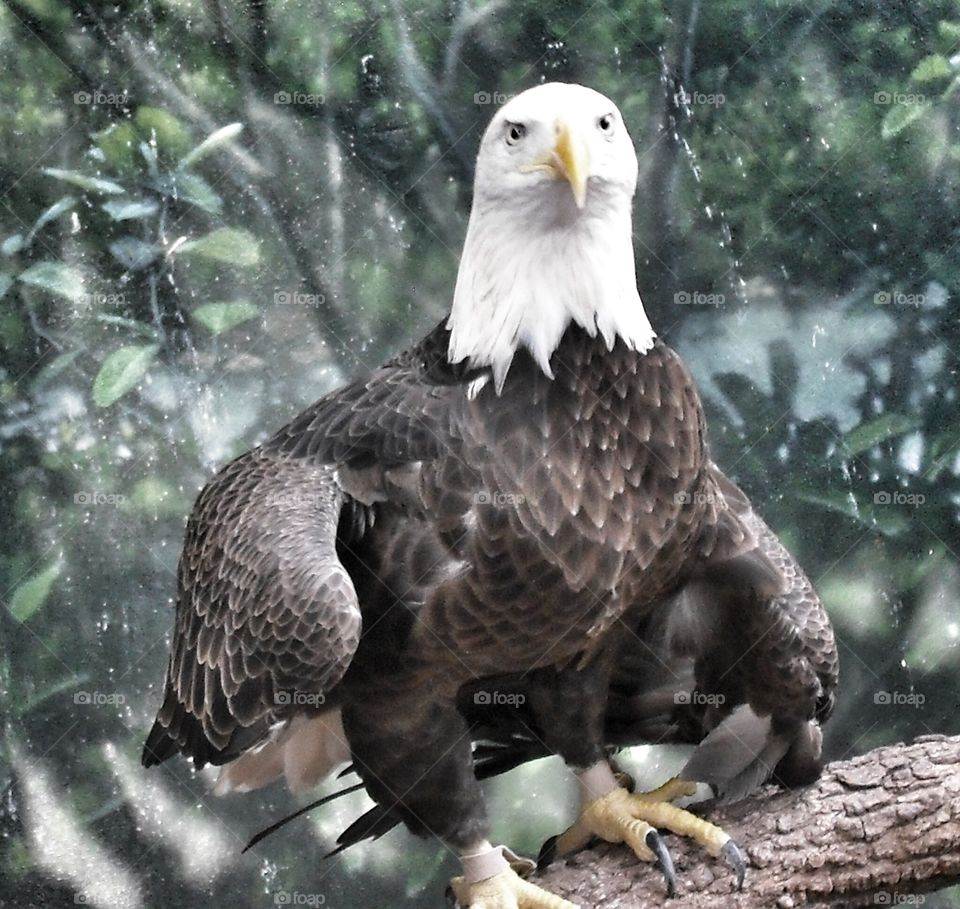 Zoo Eagle