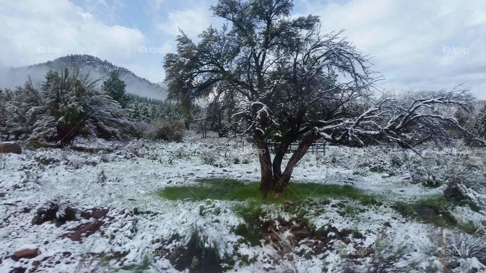sky tree grass snow