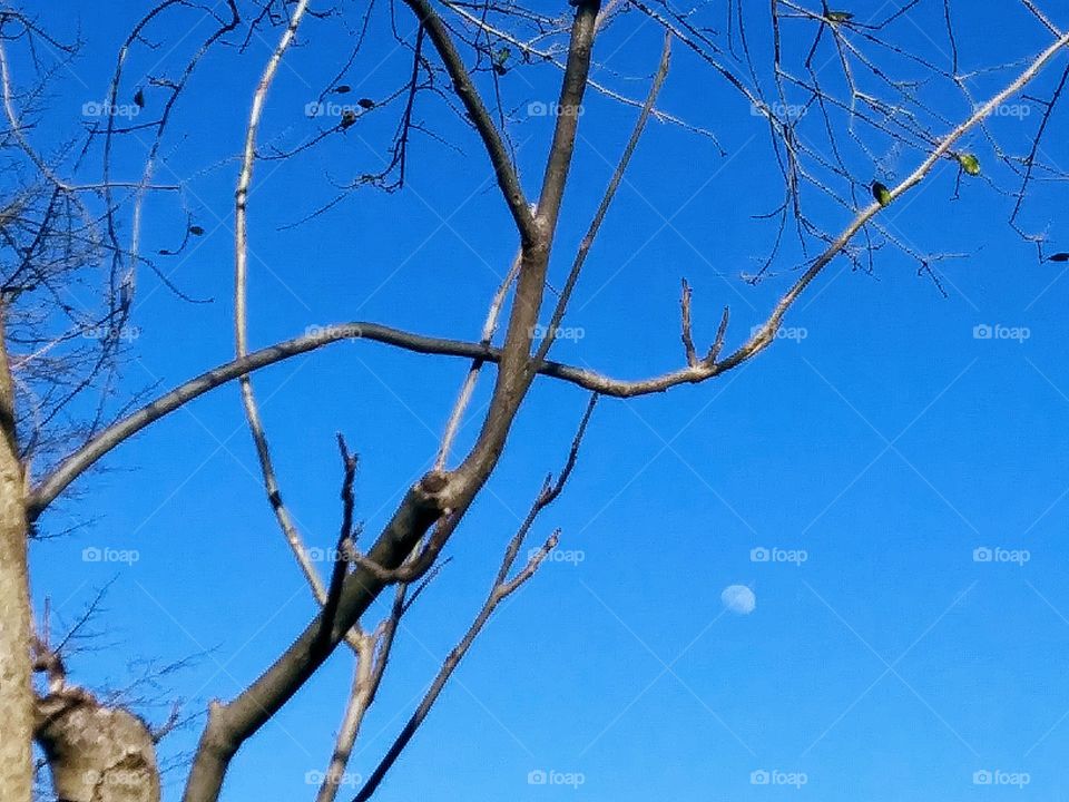 moon and branches