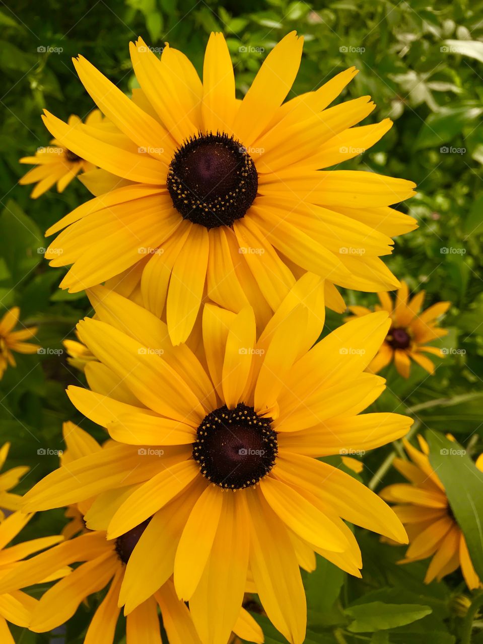 Sun Flower#iPhone 7