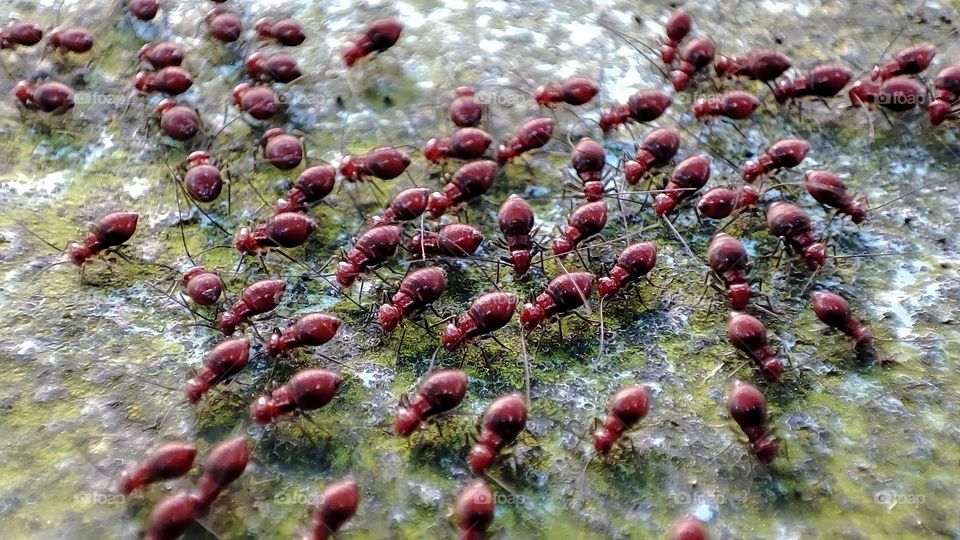 Immature Red-eyes Bugs or Leptocoris tagalicus
Bugs in genus Leptocoris are seed predators of plants in family Sapindaceae.