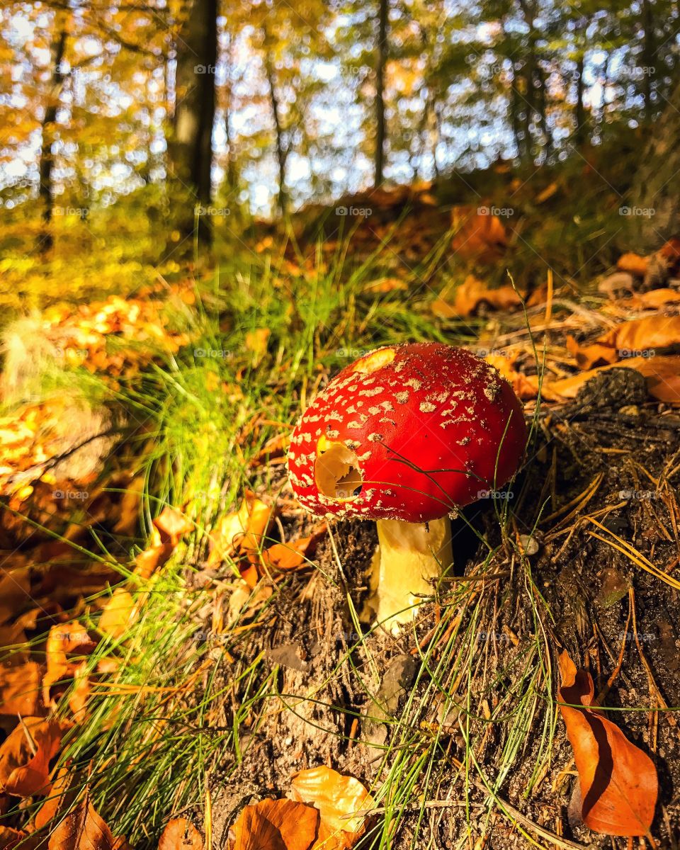 Mushroom in forest during autumn