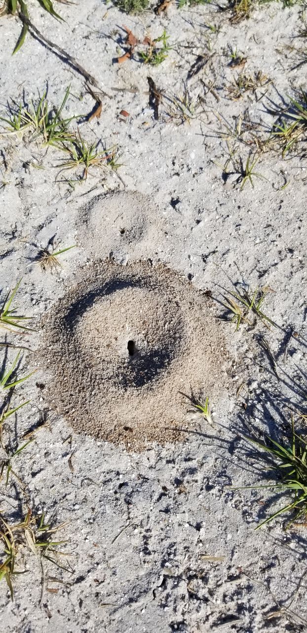 Florida Ant Hill