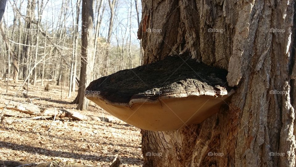 Mushroom Growing on The Side of a Tree