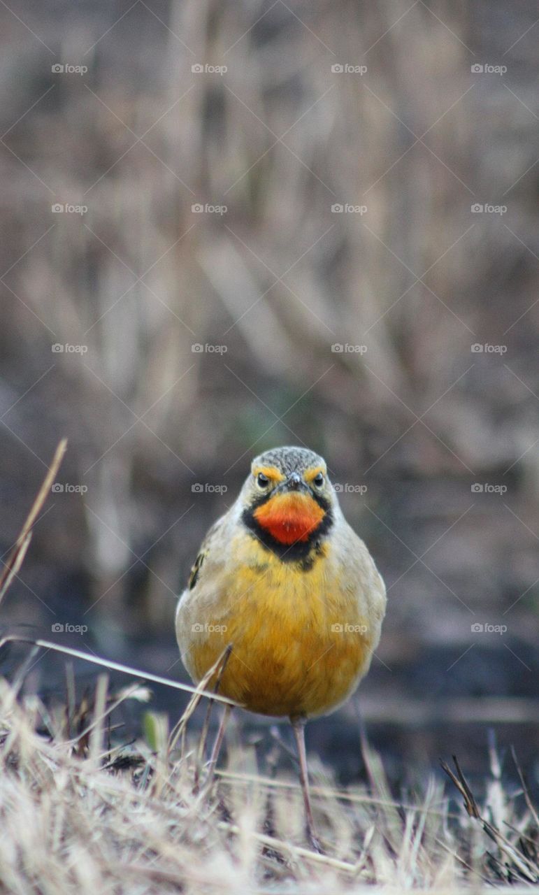 Angry birds are real.