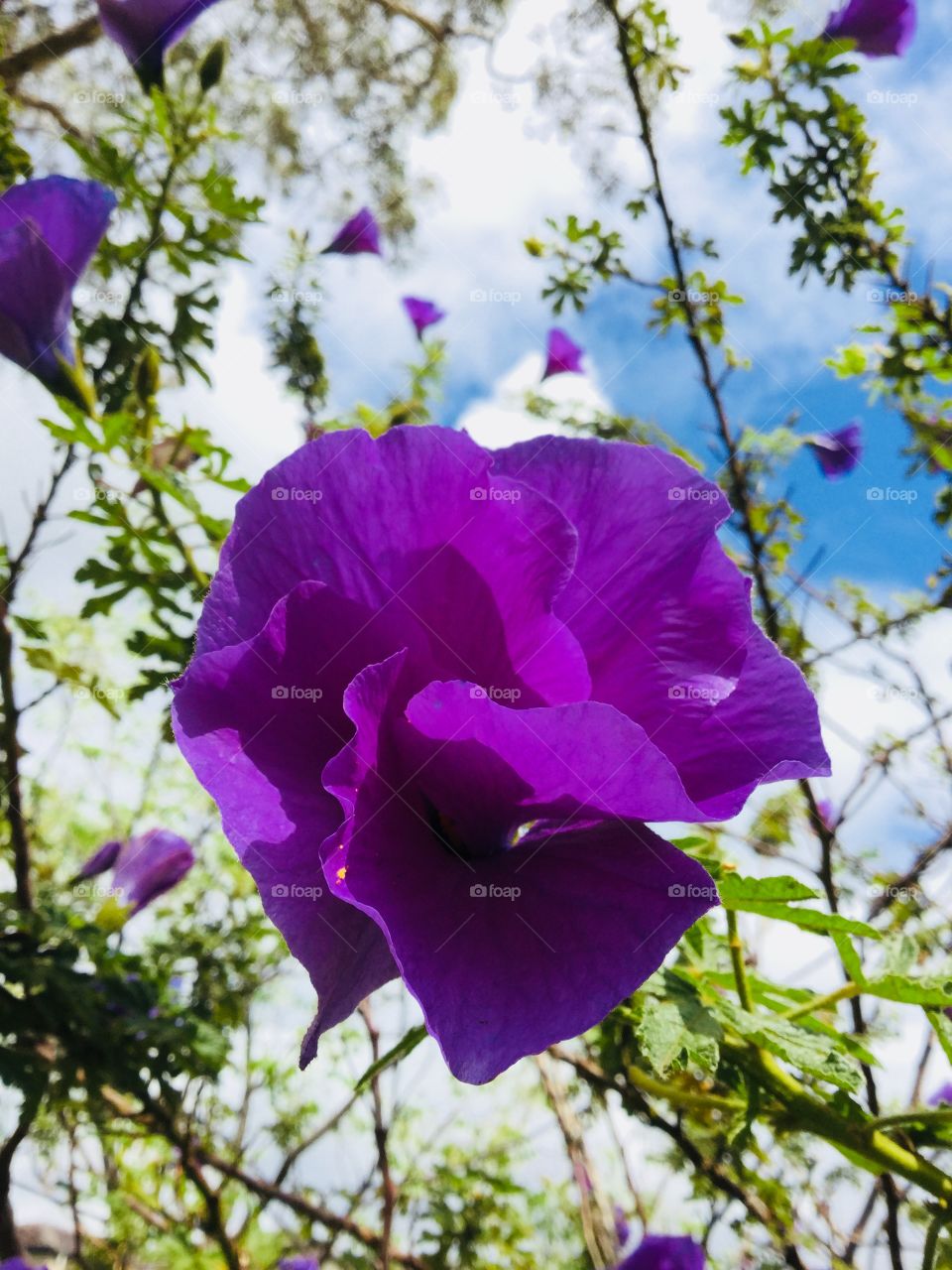 This shot is of a vibrant purple flower with green leaves. The sky and the clouds are the background.