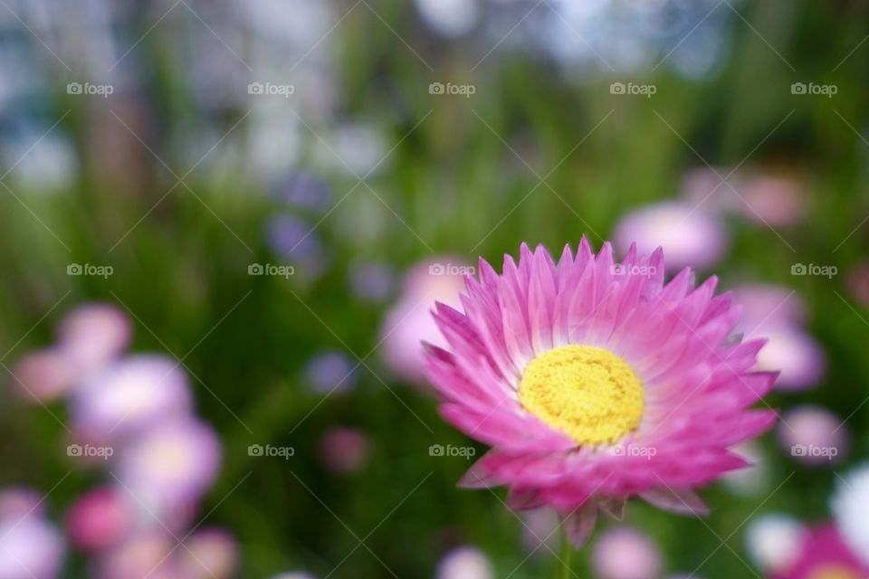 Close-up image of pink flower called pink sunray in the urban garden.